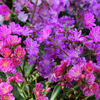 Lewisia cotyledon 
