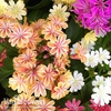 Lewisia 