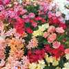 Lewisia 