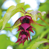 Leycesteria formosa 