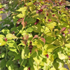 Leycesteria formosa 