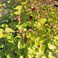 Leycesteria formosa 