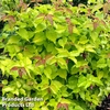 Leycesteria 