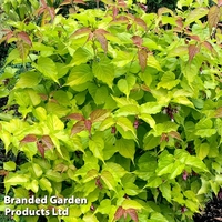 Leycesteria 