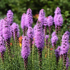 Liatris spicata