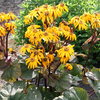 Ligularia dentata 