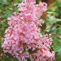 Lilac Bloomerang (Everblooming) - 2 plants in 9cm pots