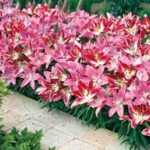 Lily 