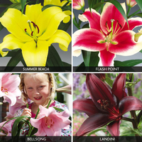 Lily Collection