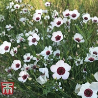 Linum grandiflorum 