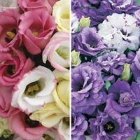 Lisianthus Collection - 48 plug tray plants - 24 of each variety