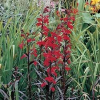 Lobelia cardinalis 