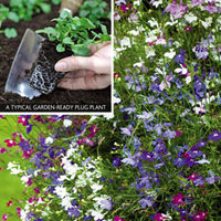 Lobelia 