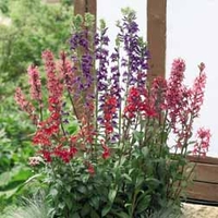 Lobelia x speciosa 