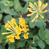 Lonicera 