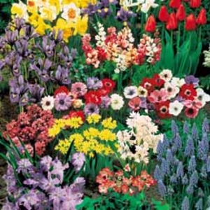 Lucky Dip Bulb Collection - 200 mixed bulbs