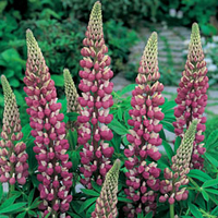 Lupin 