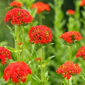 Lychnis chalcedonica (Large Plant) - 2 lychnis plants in 1 litre pots