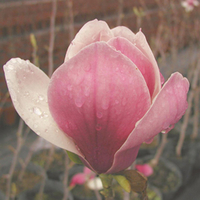 Magnolia soulangeana (Large Plant) - 1 plant in 3 litre pot