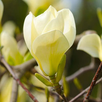 Magnolia 