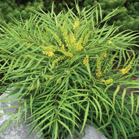 Mahonia 