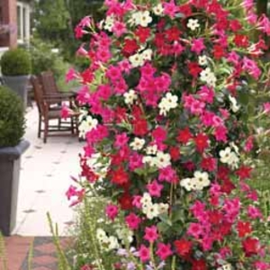 Mandevilla Collection - 3 plants in 7cm pots - 1 of each variety