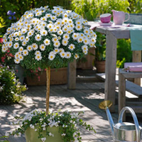Marguerite Standard - 2 marguerite plants in 18cm pots