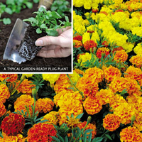 Marigold 