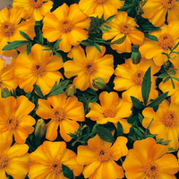 Marigold 