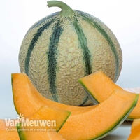Melon 