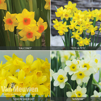 Miniature Daffodil Collection