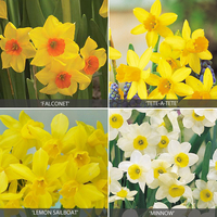 Miniature Daffodil Collection