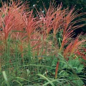 Miscanthus 