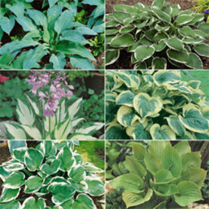 Mixed Hosta Collection - 6 hosta plug plants