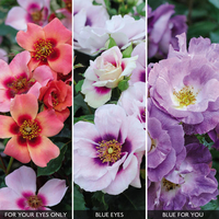 Modern Rose Collection