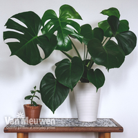 Monstera deliciosa (House Plant)