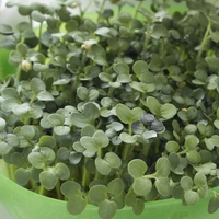 Mustard (Seeds)