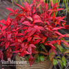 Nandina domestica 