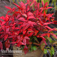 Nandina domestica 