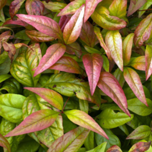 Nandina domestica 