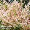 Nandina domestica 
