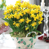 Narcissus Tete a Tete in Holly Basket - Christmas Gift - 1 x Narcissus Tete a Tete Basket