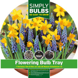 Narcissus and Muscari Bulb Tray - 1 Narcissus and Muscari bulb tray