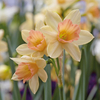 Narcissus 