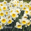 Narcissus 
