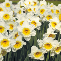Narcissus 