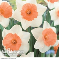 Narcissus 