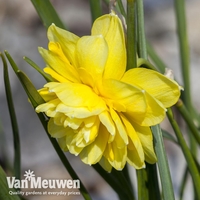 Narcissus 