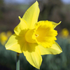 Narcissus 