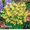Narcissus 